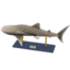 whale shark model