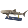 whale shark model