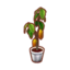 Cacao Tree PC Icon.png