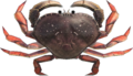 Dungeness Crab NH.png