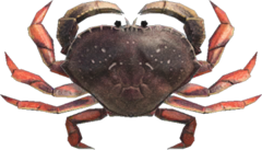 Dungeness Crab - Animal Crossing Wiki - Nookipedia