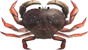 Dungeness Crab NH.png