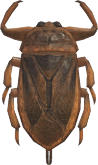 Artwork of Giant Water Bug