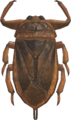 Giant Water Bug NH.png