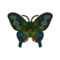 Peacock Butterfly PC Icon.png