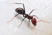 Real Ant.jpg