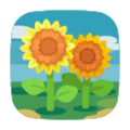 Sunflower Field (Fore) PC Icon.png
