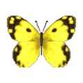 Yellow Butterfly NL Model.png