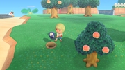 Nintendo Music ACNH 9 00 AM - Clear.jpg