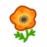 orange windflowers