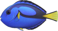 Artwork of Surgeonfish