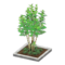 Evergreen Ash (Gray) NH Icon.png