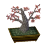 plum bonsai