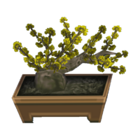 Jasmine bonsai