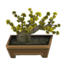 jasmine bonsai
