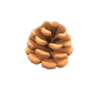 pine cone