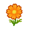 orange cosmos