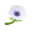 White Windflower