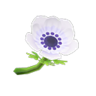 white windflowers