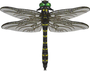 Banded Dragonfly NH.png