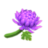 purple mums