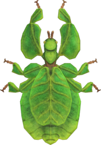 In-game image of walking leaf