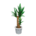 Yucca's White variant