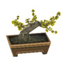 jasmine bonsai