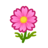 pink cosmos