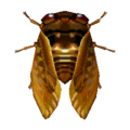 Brown Cicada NL Model.png