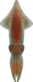 Firefly Squid NH.png