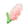 pink hyacinths