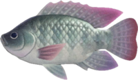 Artwork of tilapia