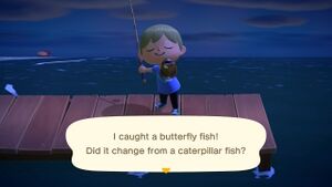 Caught Butterfly Fish NH.jpg