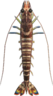 tiger prawn