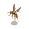 wasp model