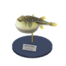 blowfish model