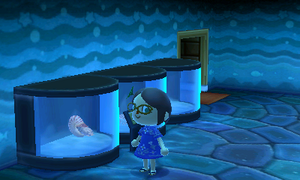 NL Chambered Nautilus Museum.png