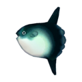 Ocean Sunfish CF Model.png