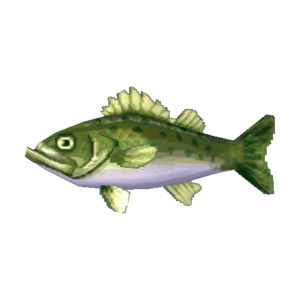 Sea Bass NL Model.png