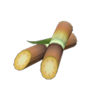 sugarcane
