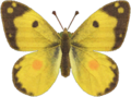 Yellow Butterfly NH.png