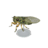 walker cicada model