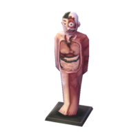 Anatomical model