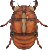 Cicada Shell NH.png