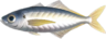 Horse mackerel