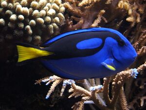 Surgeonfish Real.jpg