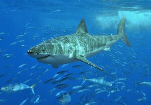 Great White Shark Real.jpg