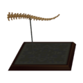Pachy Tail CF Model.png
