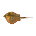 Ray NL Model.png